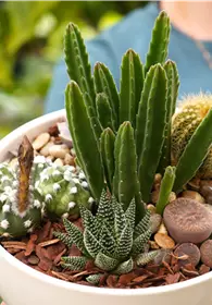 Pflanzen Mauk Gartencenter GmbH