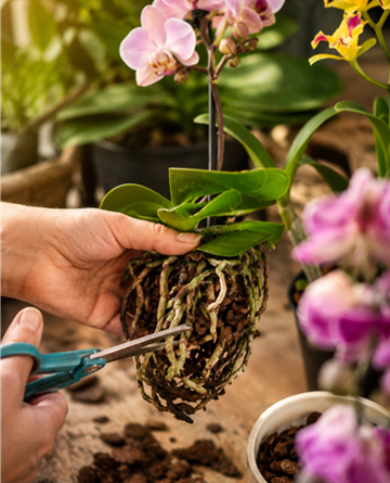 Workshop: Orchideen umtopfen & richtig pflegen