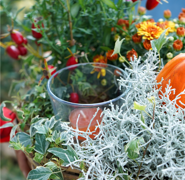 Pflanzen Mauk Gartencenter GmbH