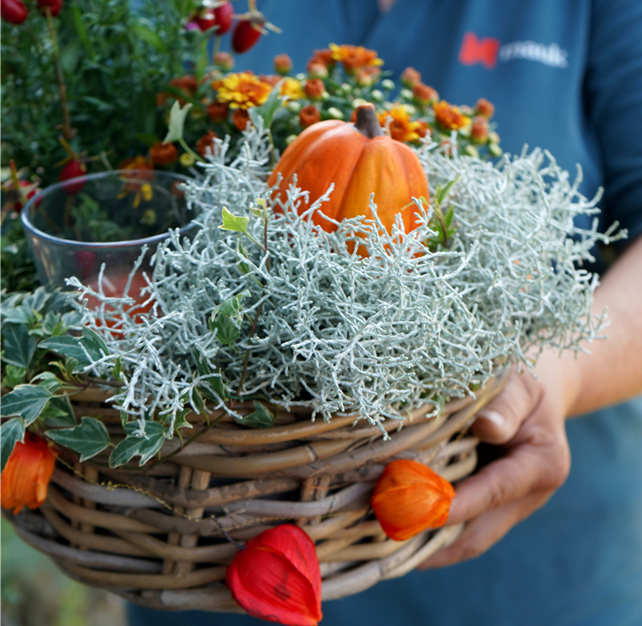 Pflanzen Mauk Gartencenter GmbH