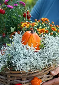 Pflanzen Mauk Gartencenter GmbH