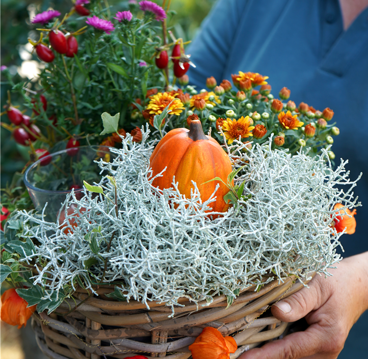 Pflanzen Mauk Gartencenter GmbH