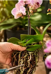 Pflanzen Mauk Gartencenter GmbH