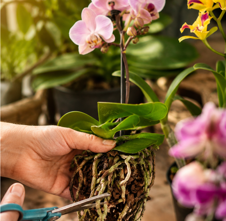 Pflanzen Mauk Gartencenter GmbH