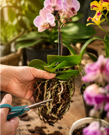 Workshop: Orchideen umtopfen & richtig pflegen